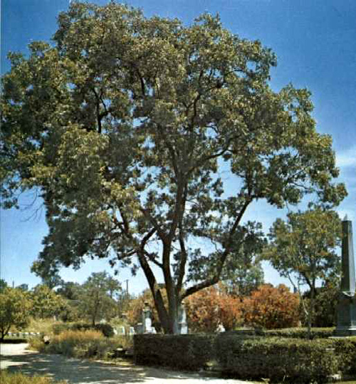 Governor Hogg Pecan-1969